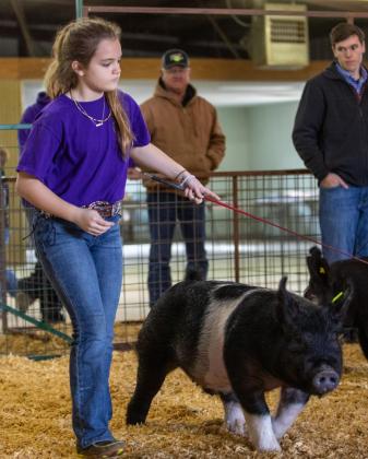 Back in the show ring